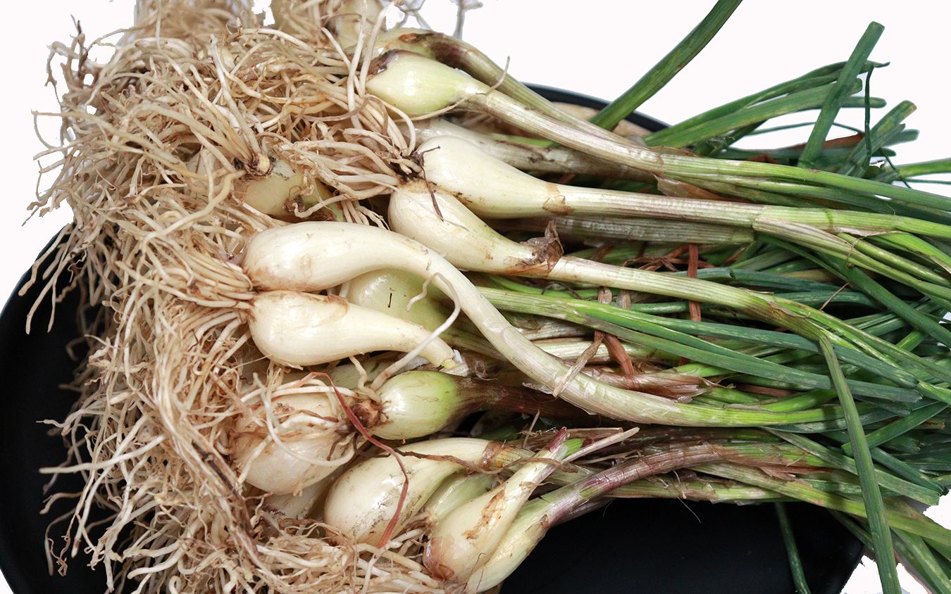 藠头不凉拌也不腌制,教你四川人喜欢的吃法,做一大锅一顿就吃完