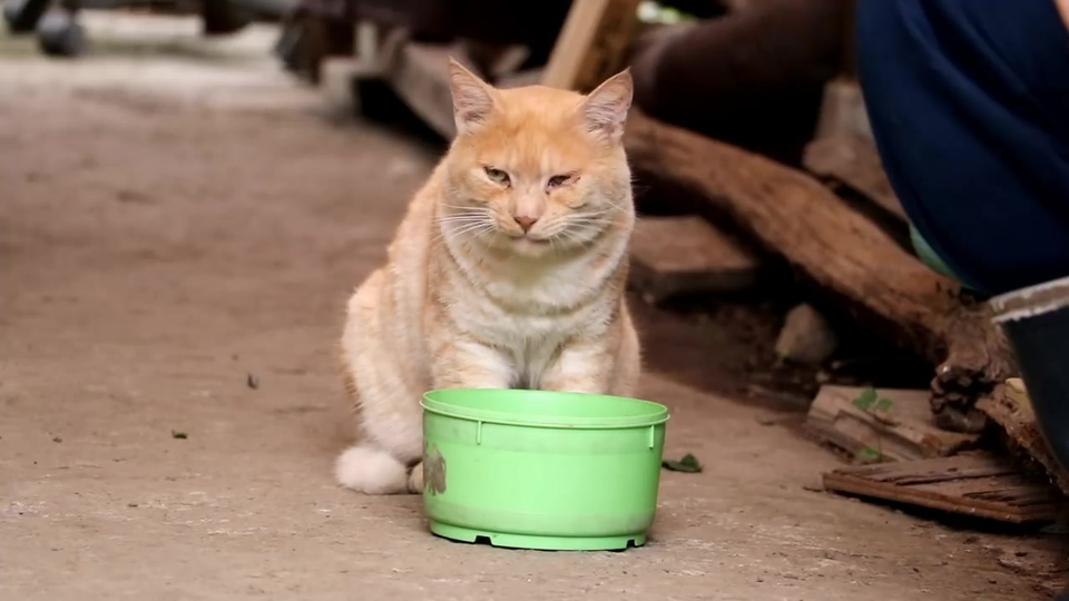 猫叔 野良猫のお食事中 哔哩哔哩 つロ干杯 Bilibili