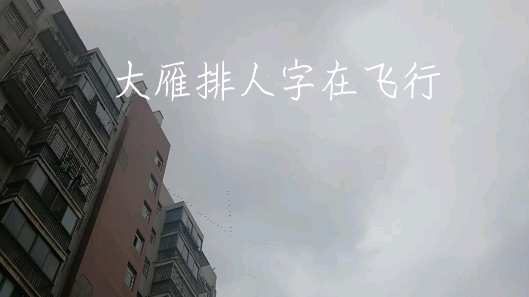 大雁人字图片大全图片