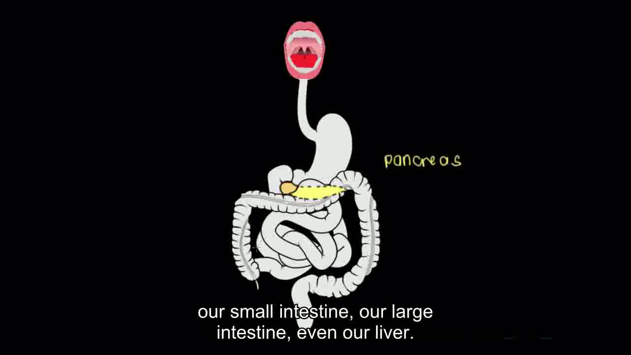 【搬运KhanAcademy】消化系统——Exocrine pancreas哔哩哔哩bilibili