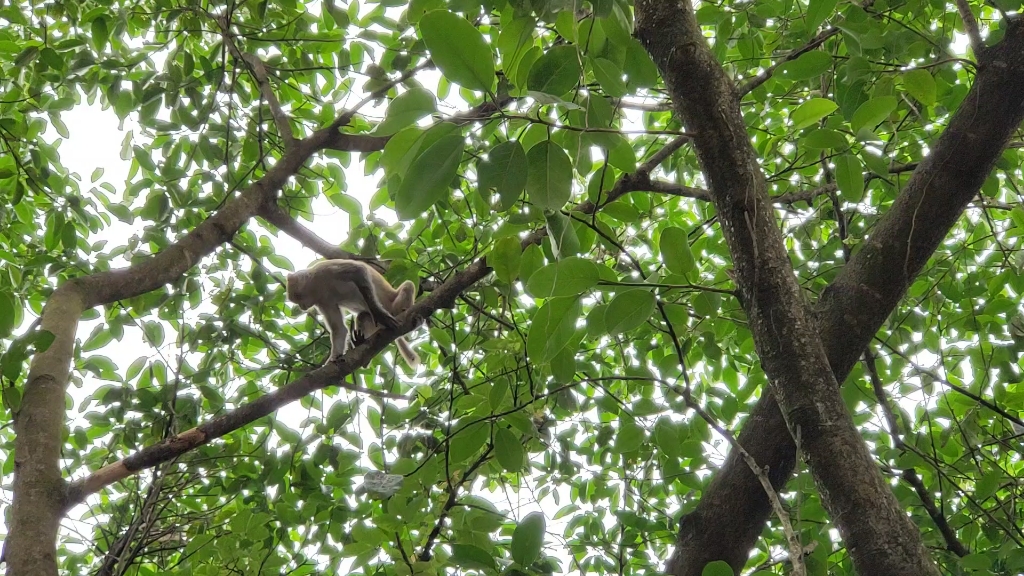 塘朗山的可爱猴子