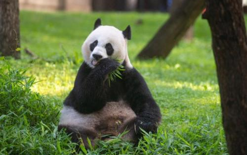 美国熊猫美香图片