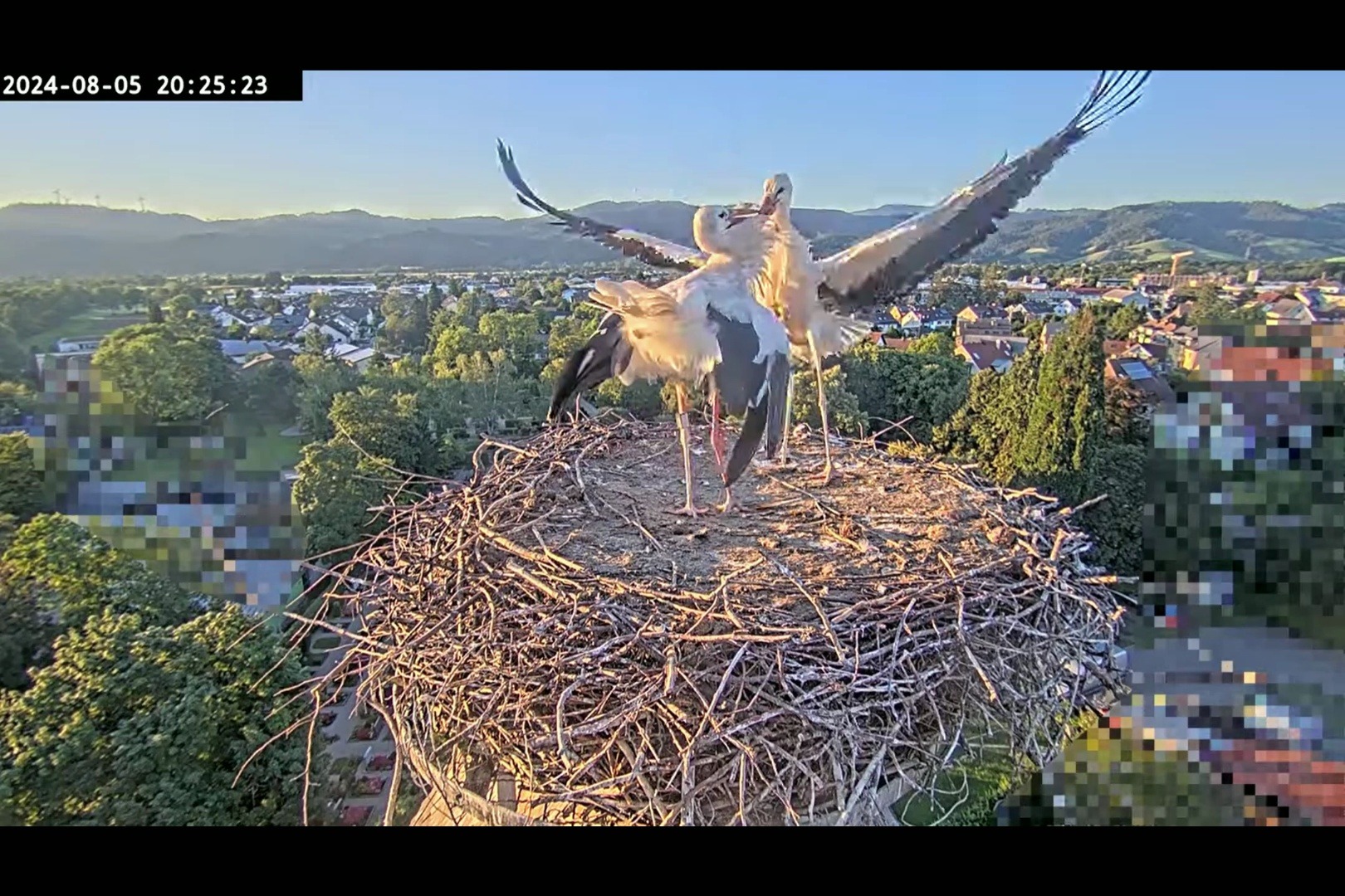 德国白鹳2024-08-05赶走红隼后,鹳爸edgar迎接老二maxi回窝,之后老二