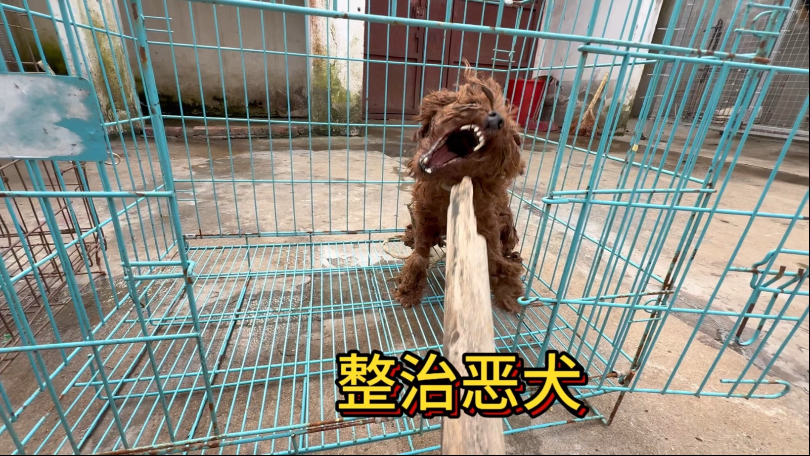 粉丝送来二只咬人的恶犬让我帮忙整治一下，对于这种咬人的恶犬必须给它纠正一下。
