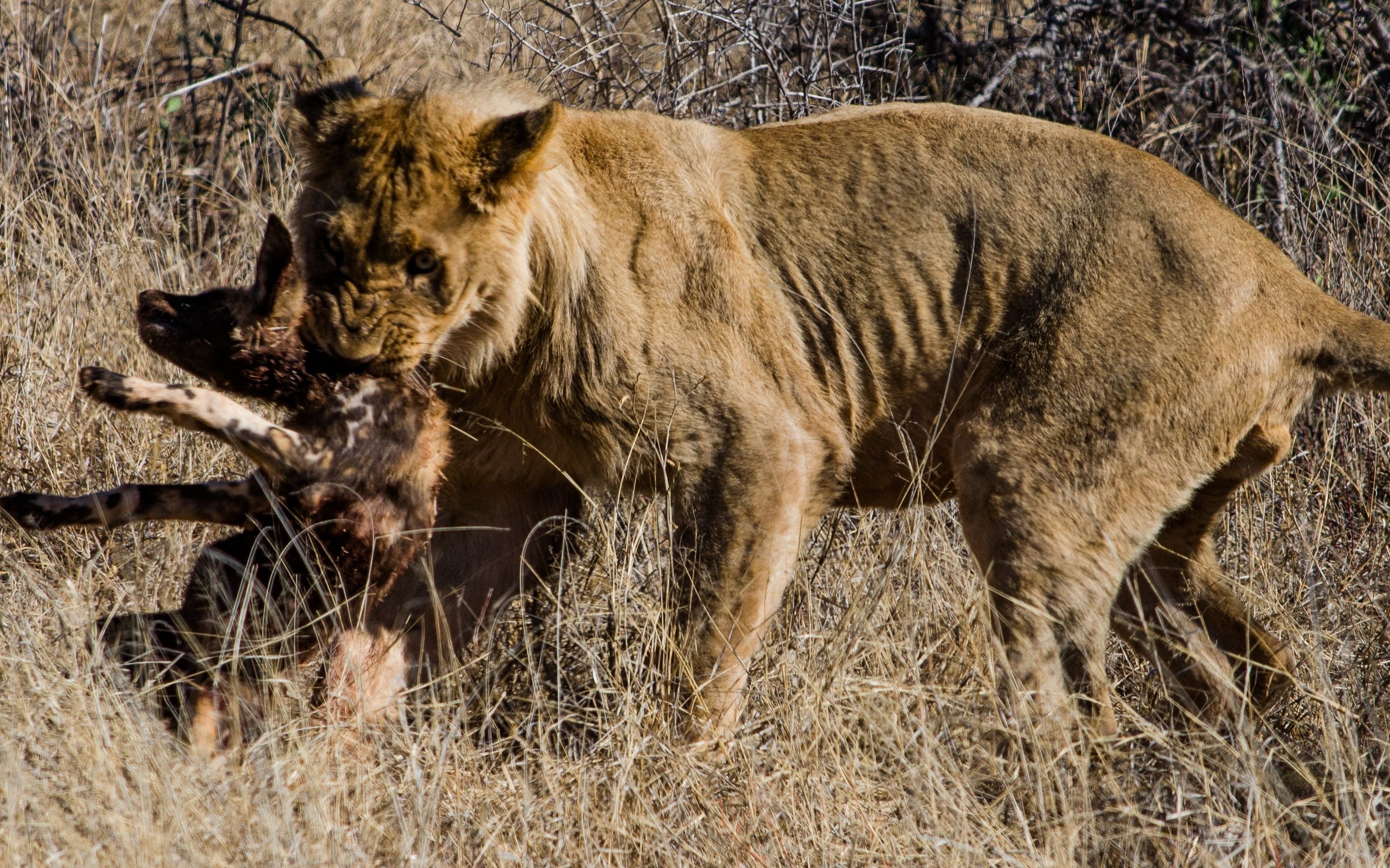 护仔母狮与野狗群混战 场面一度混乱