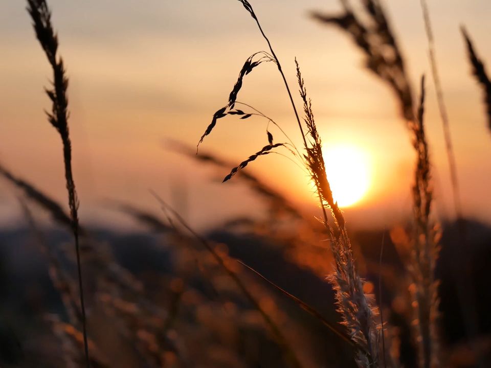 [图]m1040 4k画质唯美小清新傍晚日落夕阳西下小草剪影大自然景色空镜头诗歌朗诵梦幻优美高清动态晚会LED大屏舞台背景视频素材