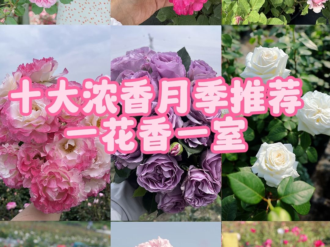 [图]【惠惠的花园】十款浓香好闻的月季推荐，一花就能香一室