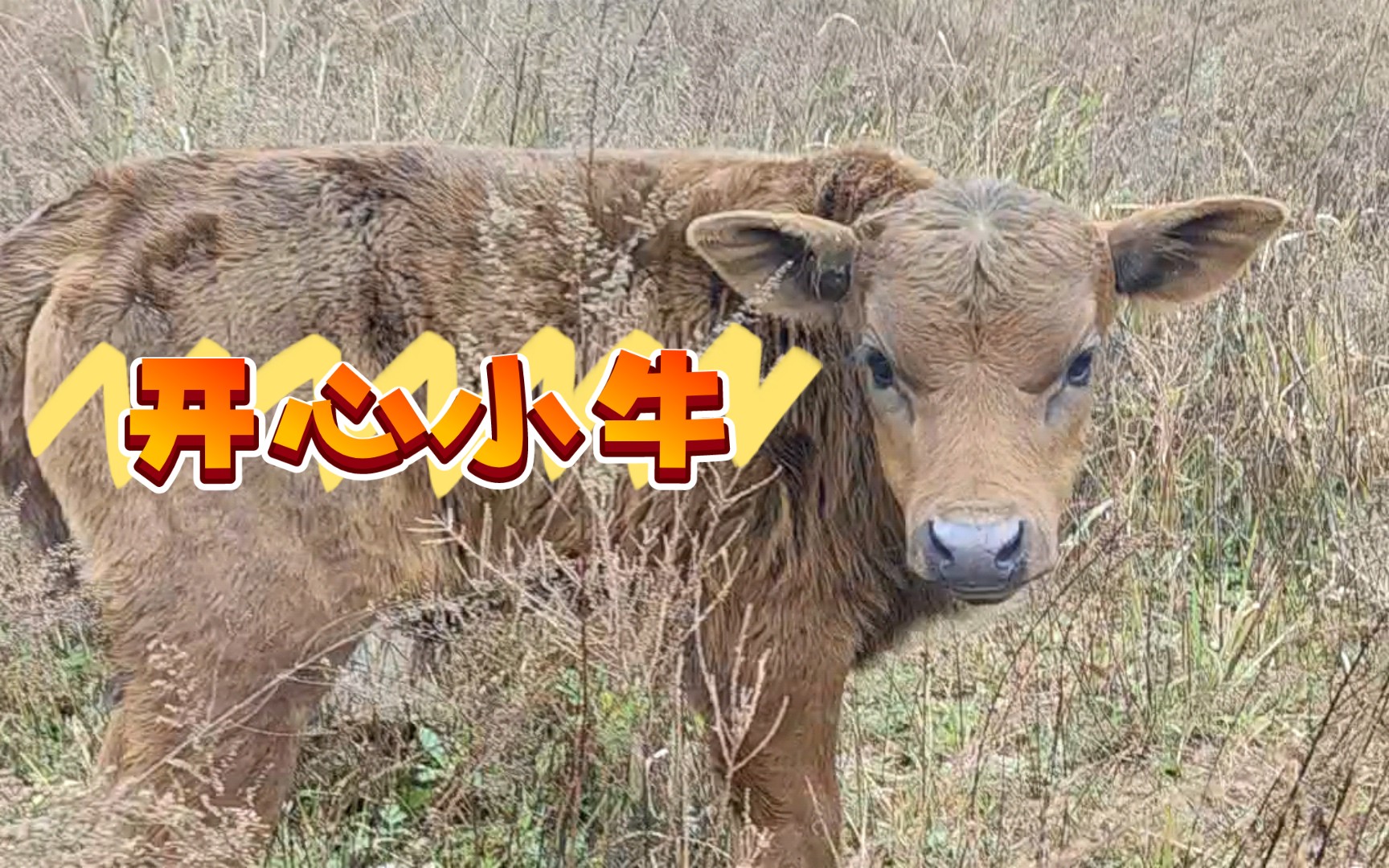 出生不久的小牛牛跟妈妈出门超开心的