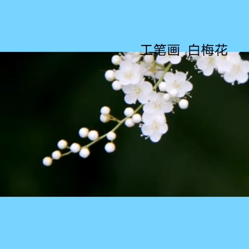 【工笔】白梅哔哩哔哩bilibili