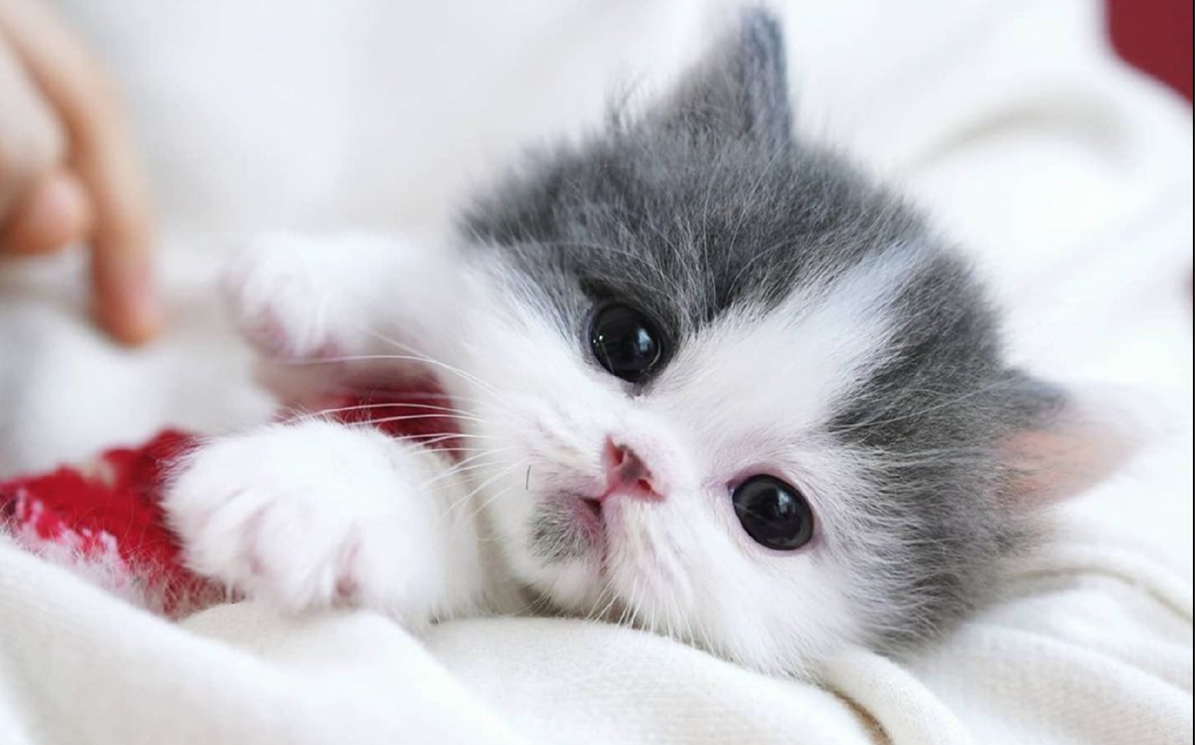可爱的小奶猫,主人给它穿上圣诞衣服,太萌了