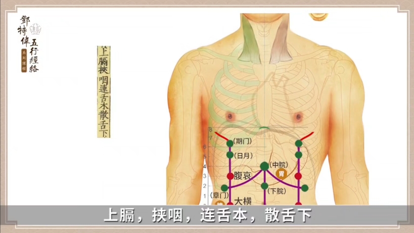 人体脾经的准确位置图图片