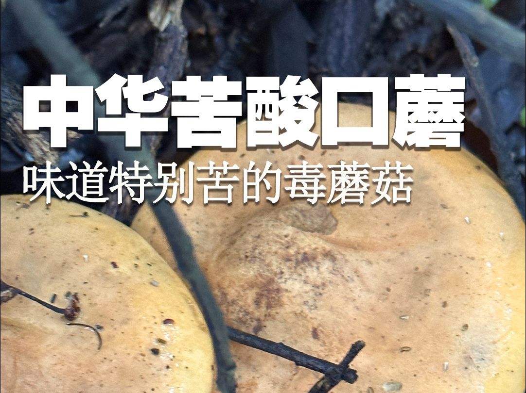 味道特别苦的毒蘑菇:中华苦酸口蘑