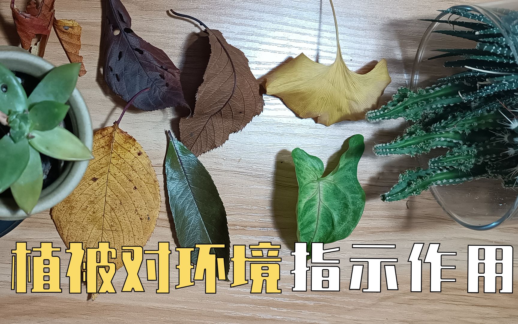 『地理实验』 探究腐殖质形成过程,裸子植物叶片,植被对环境的指示作用 | 012 植被 实验补充包 | 学生活动 植被适应环境才能延续生命哔哩哔哩bilibili