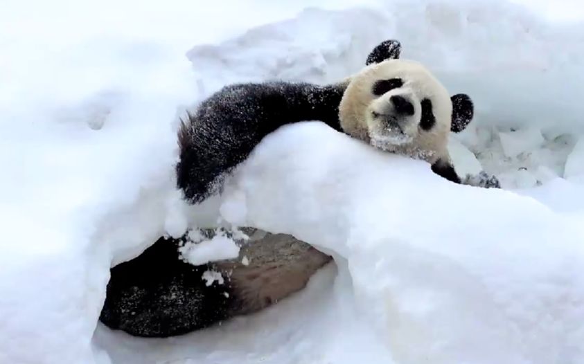 [图]【滚滚 乐宝】不如一只熊猫会玩雪【2017.01.20 韩国京畿道龙仁 大熊猫Panda】