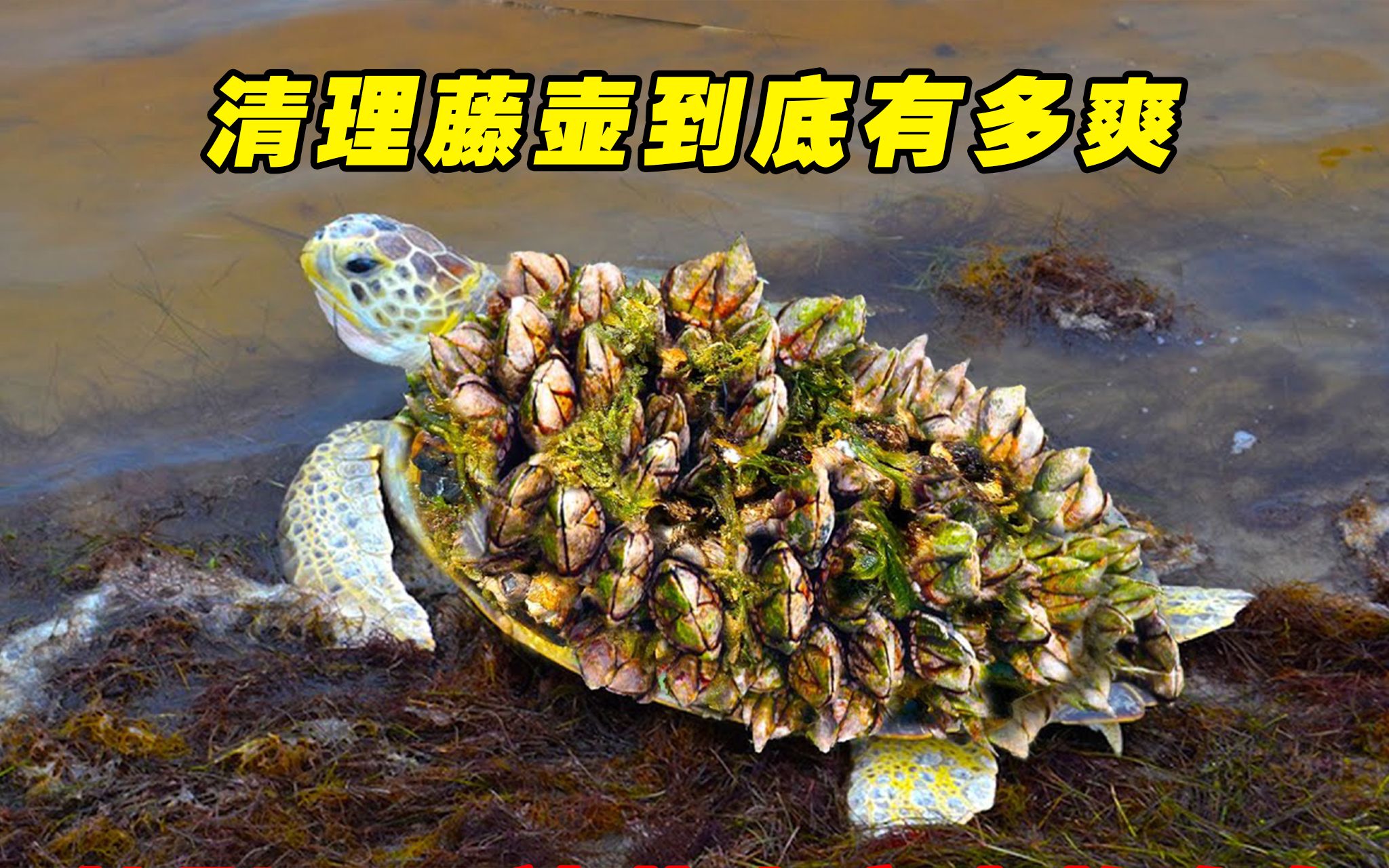 清理藤壶到底有多爽?小哥轻轻一刮一大片,过程竟然很治愈