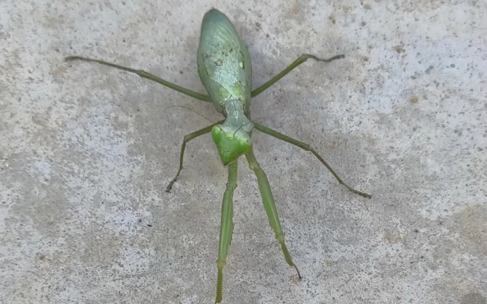 遇到一只跳脸螳螂