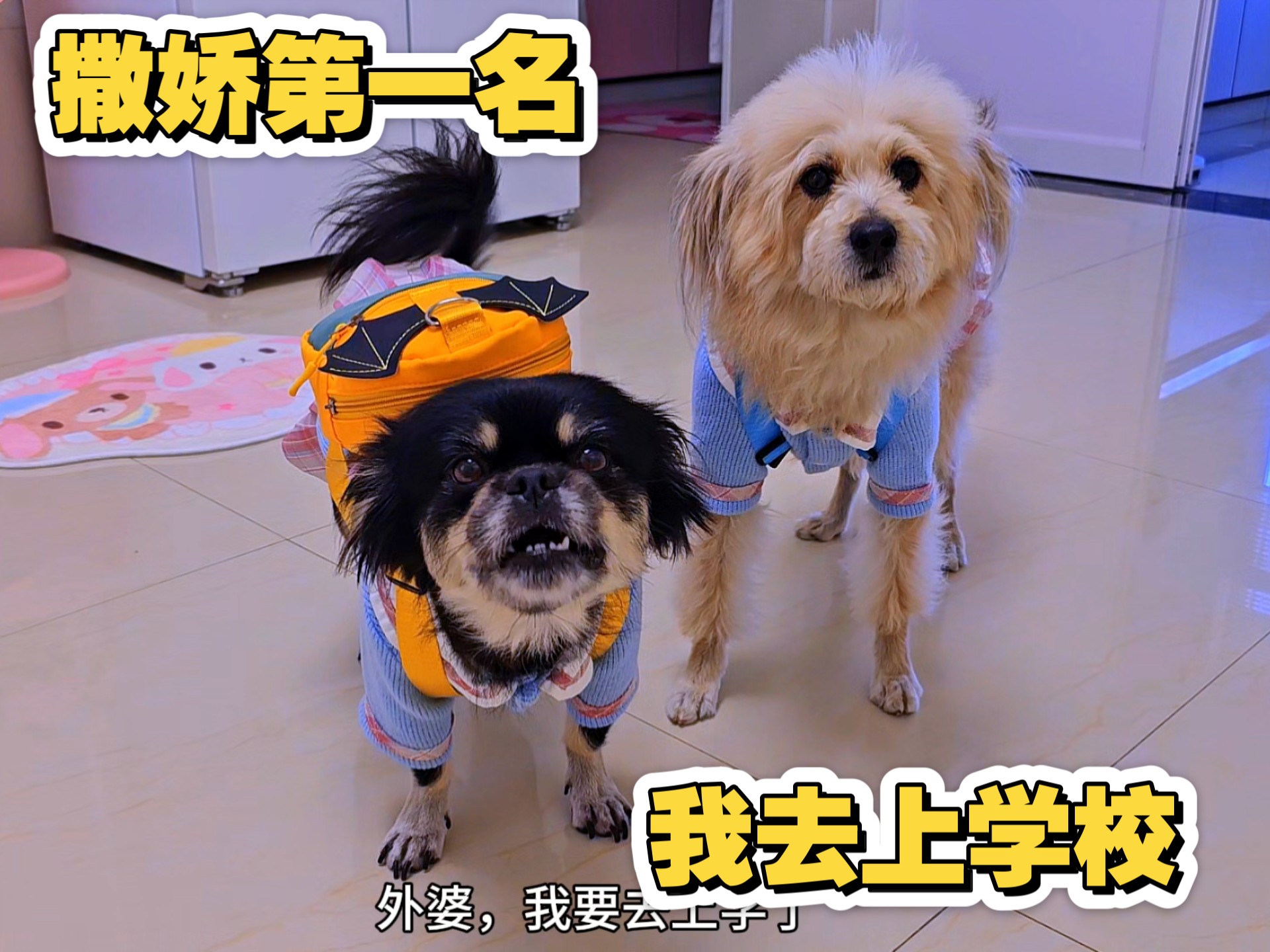 狗狗猫咪排队撒娇，主人有点尴尬