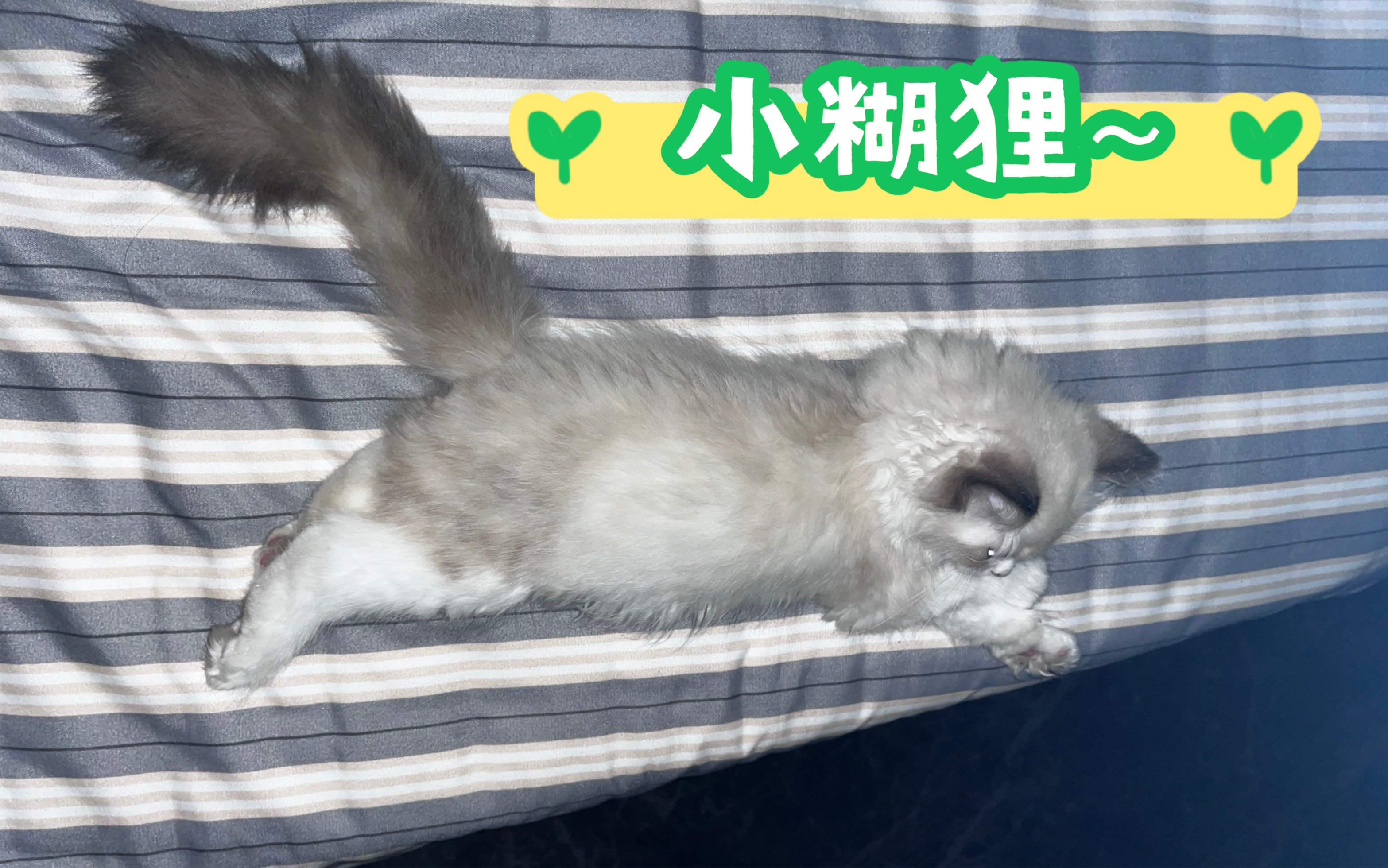 小狐狸布偶妹妹