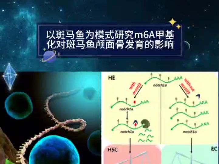 以斑马鱼为模式研究m6A甲基化对斑马鱼颅面骨发育的影响哔哩哔哩bilibili