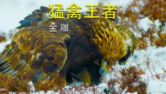 金雕 猛禽王者
