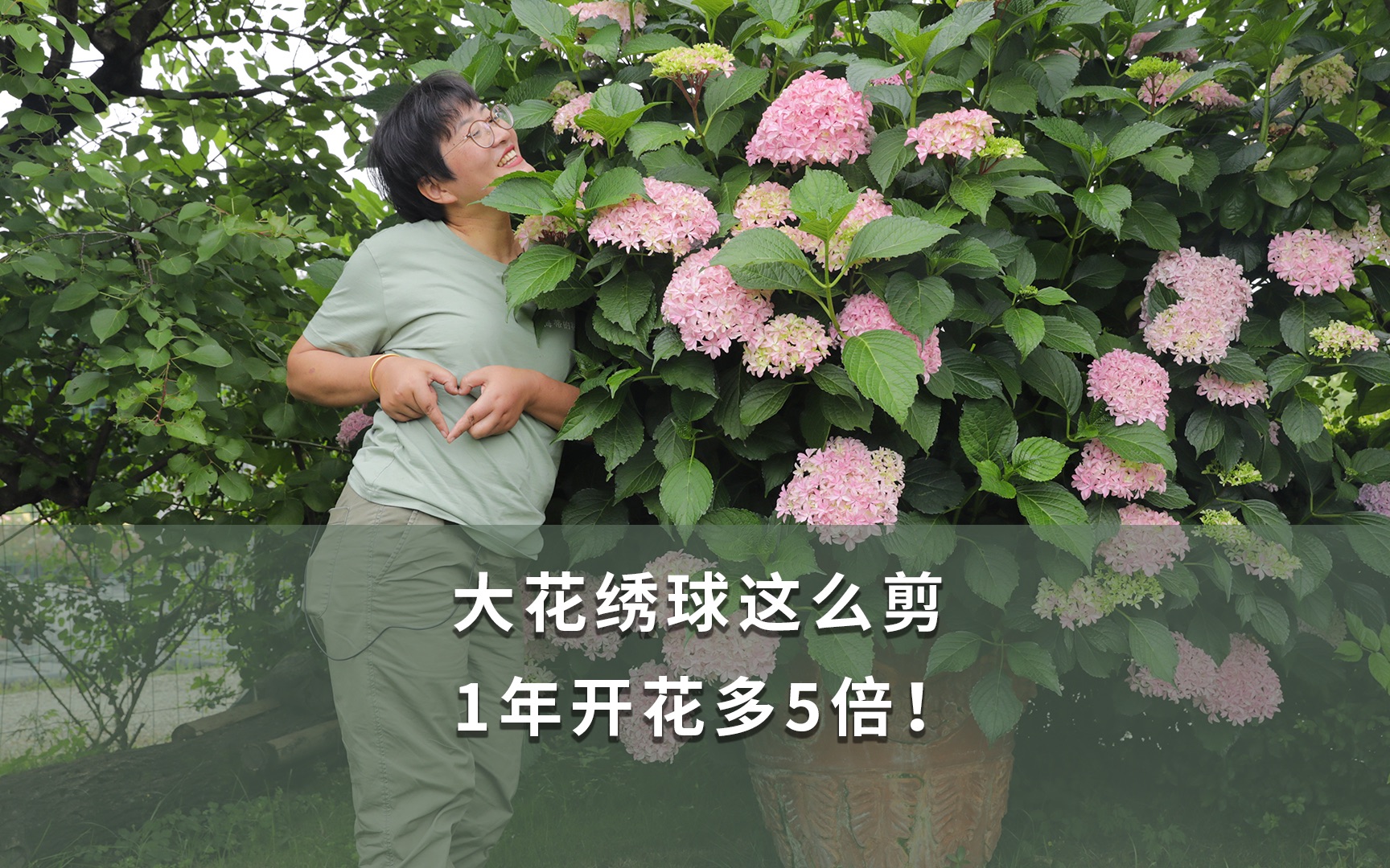 [图]【海妈园艺课堂】大花绣球这么剪 1年开花多5倍！