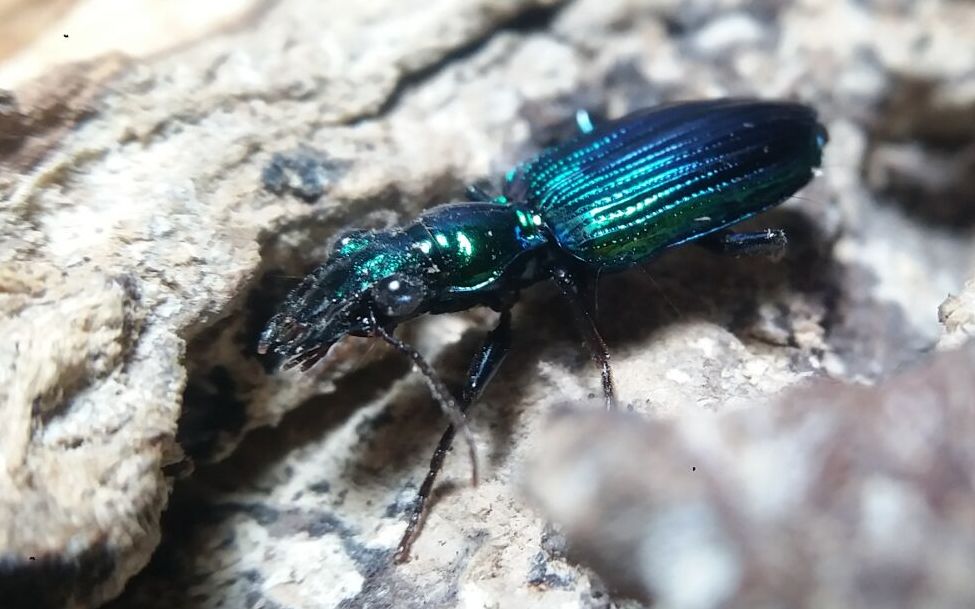 凹唇步甲吔小强