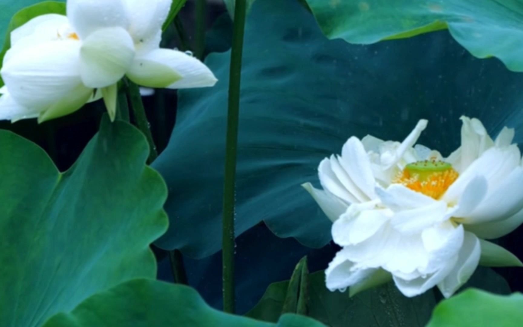 [图]夏雨风荷(古筝 琵琶 葫芦丝）古韵悠悠，品味生命每一丝风雨