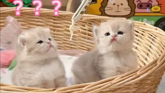 小奶猫第一次吃鸡胸肉丝，一脸疑惑太可爱啦！