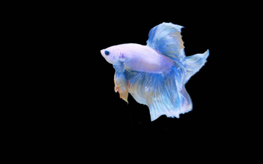 泰国斗鱼我的漂亮小鱼游动的星空