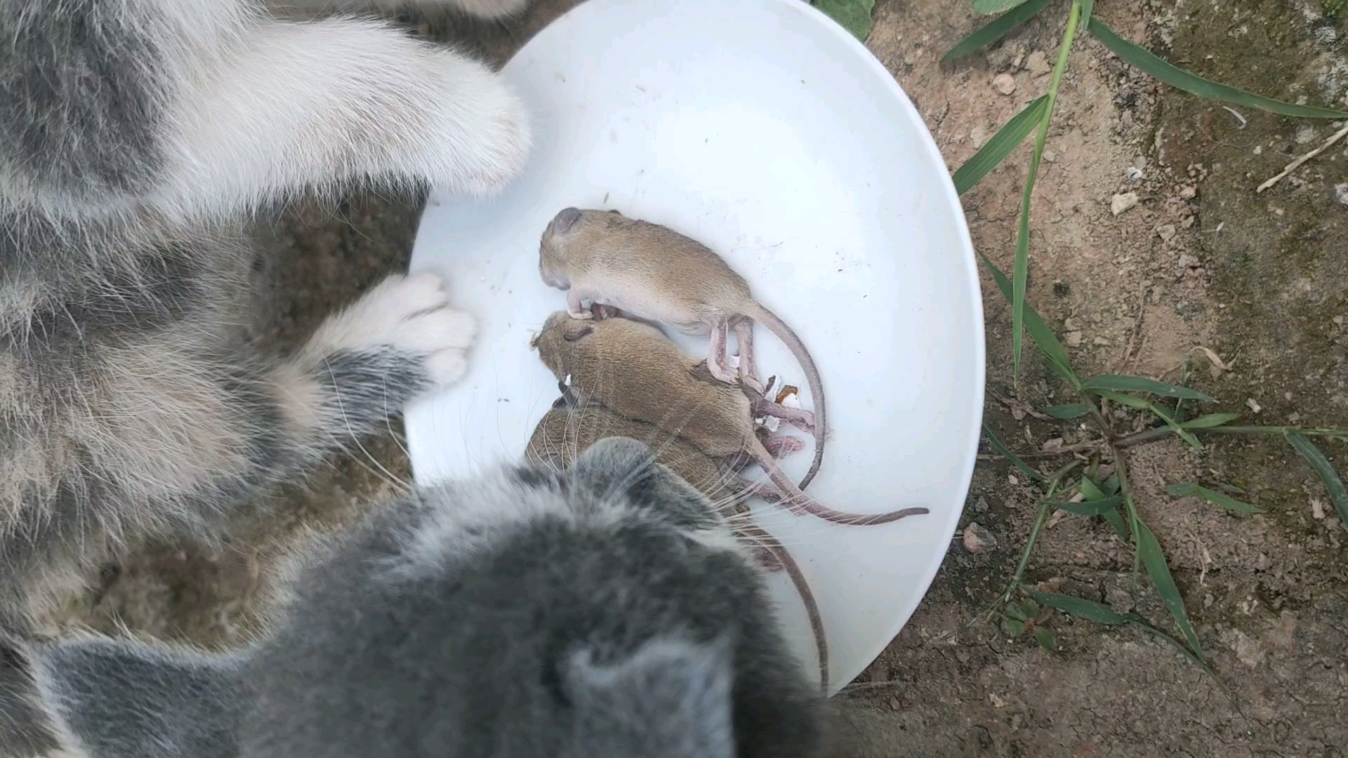 [图]猫吃老鼠实录，未成年鼠请在成年鼠陪同下观看