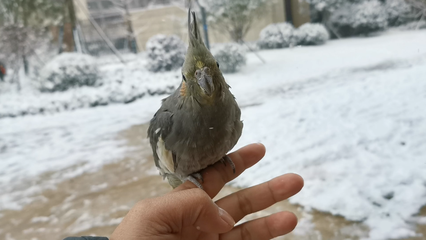 玄凤鹦鹉天生不怕冷,下雪天照样盘飞,养鸟就要给它自由哔哩哔哩bilibili