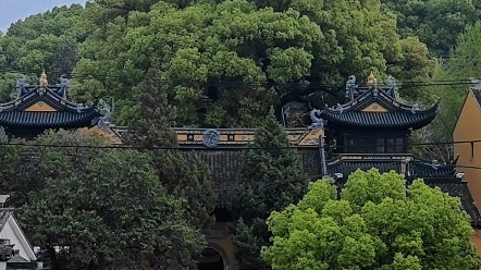 苏州光福铜观音寺的晚樱盛开