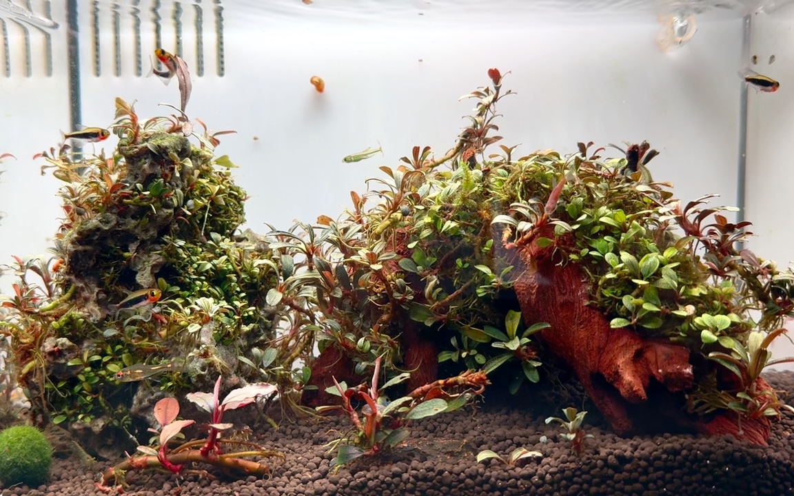 辣椒榕迷你缸探索