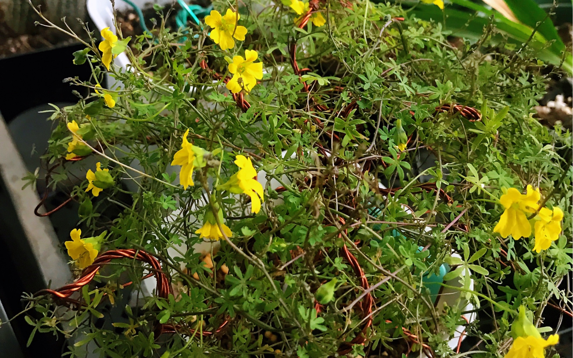 块根旱金莲开花了