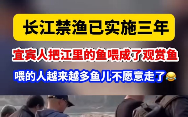 长江禁渔已实施三年,宜宾人把江里的鱼喂成了观赏鱼,喂的人越来越多鱼儿不愿意走了哔哩哔哩bilibili