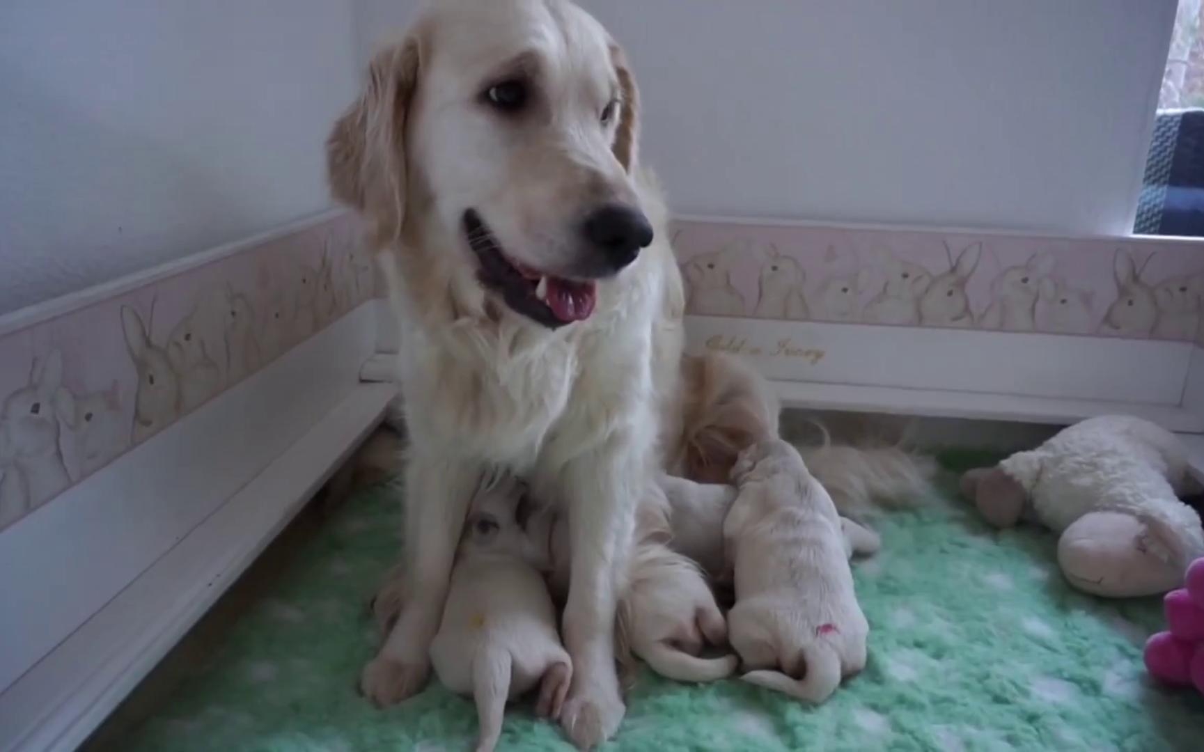 金毛猎犬精心照顾自己的小宝宝,非常的暖心_哔哩哔哩_bilibili