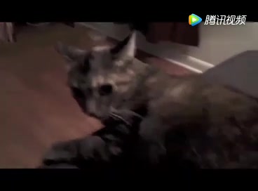 各种成精了的猫叫声 真的是成精了哔哩哔哩bilibili