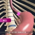 胃的解剖位置