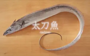 Download Video: 日本刺身料理——太刀魚（たちうお）のさばき方