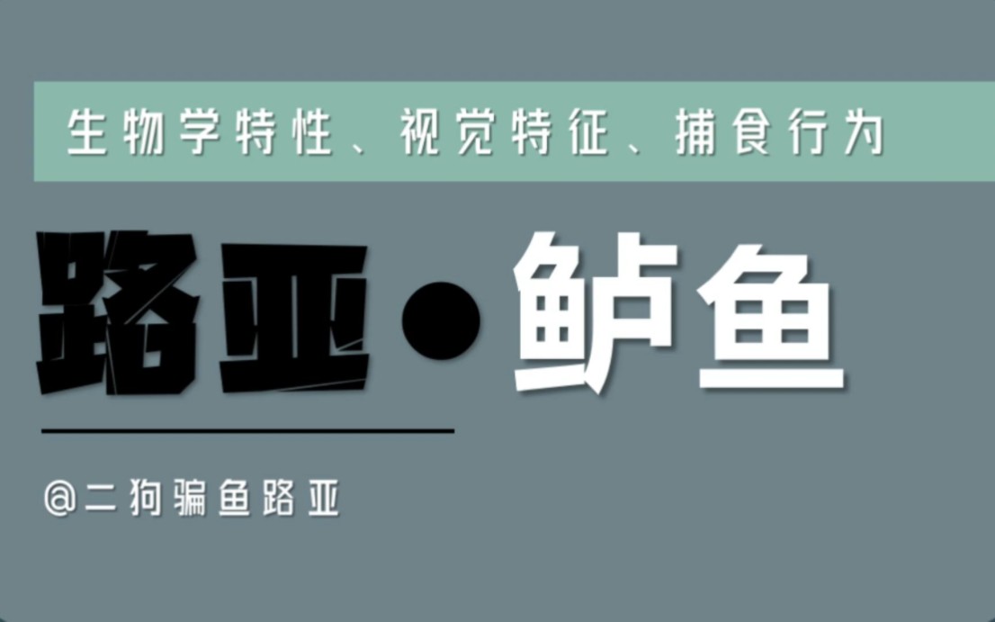 鲈鱼怎么钓?鲈鱼的习性,捕食行为,路亚鲈鱼用什么假饵,看完视频,你路亚鲈鱼的水平将大幅提升.哔哩哔哩bilibili