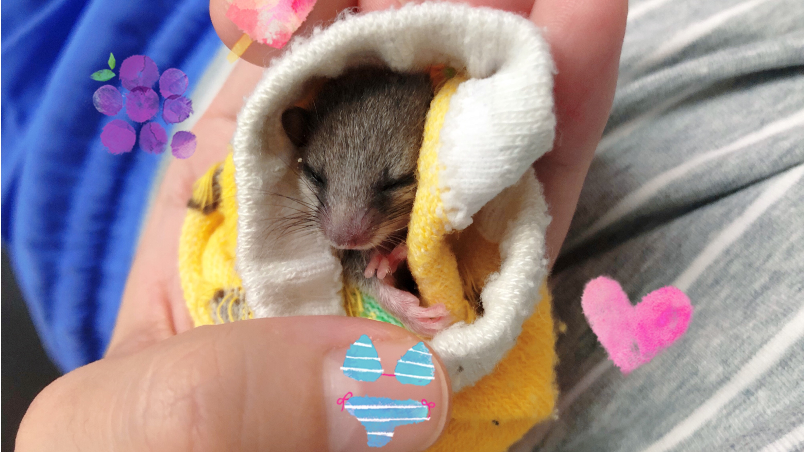 睡鼠宝宝"吉力"