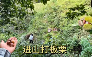 Download Video: 快到八月十五中秋了，和我妈进山打板栗，小小两棵树收获两背篓