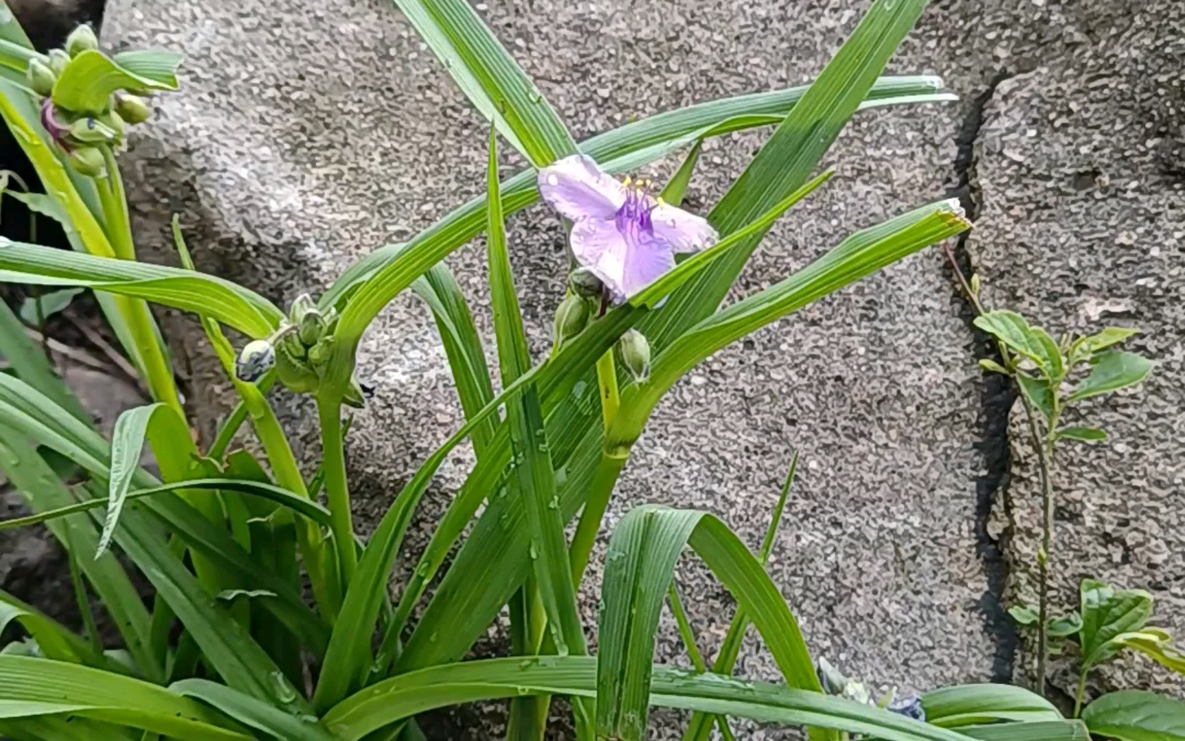 紫露草,很美啊,有兰花的气质.其花语和象征的意义是“尊崇”,有旺宅的功效.紫露草是现阶段所知的对辐射和诱变剂最为敏感的植物,对环境中的污染...