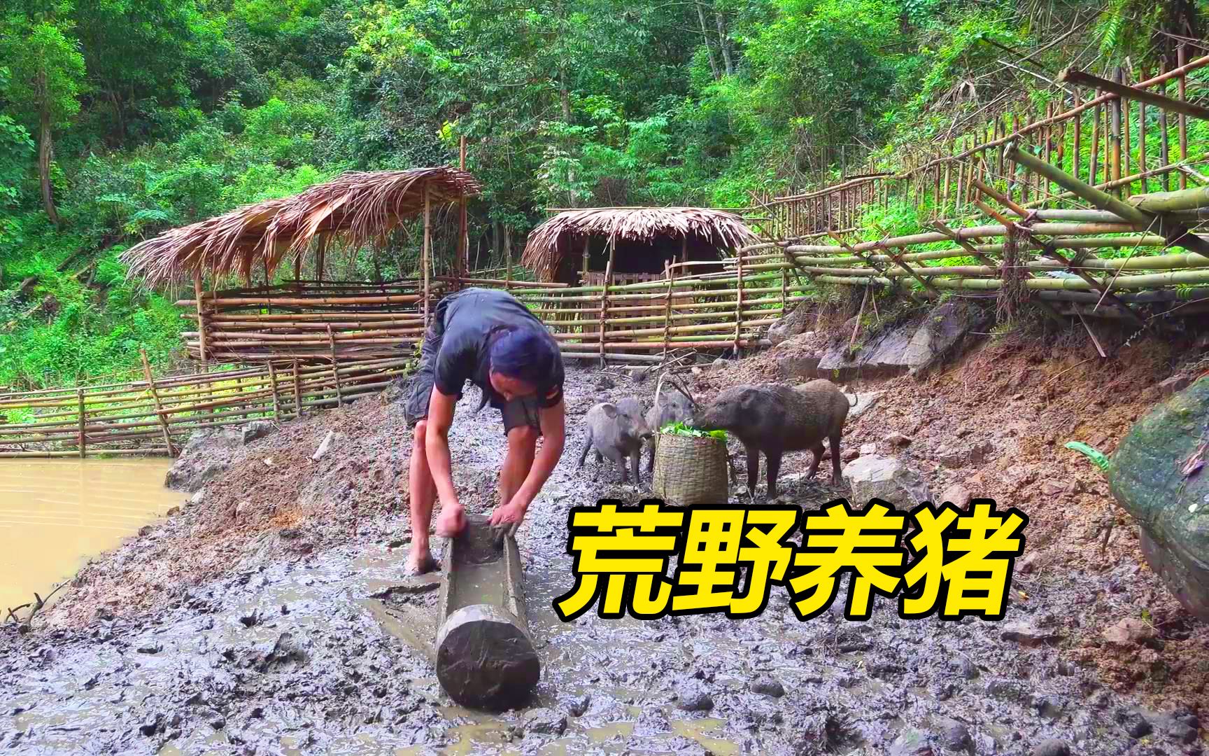 [图]荒野森山隐居，养猪种菜无忧无虑，独自热带雨林野外生活