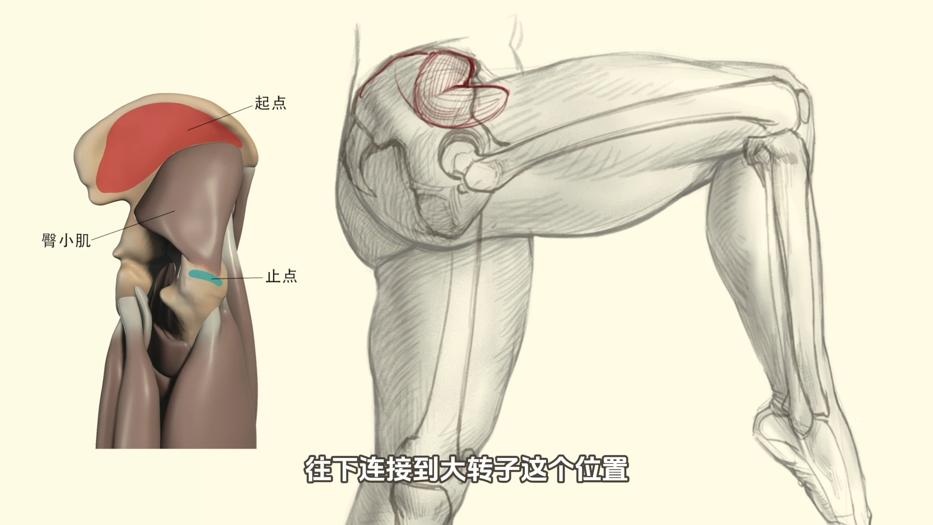 绘制臀部动态:掌握肌肉的起点和止点!哔哩哔哩bilibili