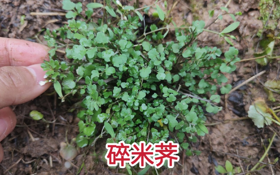 路边野菜“碎米荠”好吃到爆,你吃过吗?哔哩哔哩bilibili