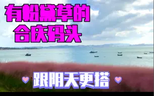 下载视频: 海源公园这片粉黛草值得被保护｜你见过海边的粉黛草吗？