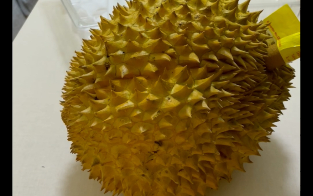 111带回来的4.888斤榴莲!报恩or报仇,听bgm就知道啦哈哈哈哈