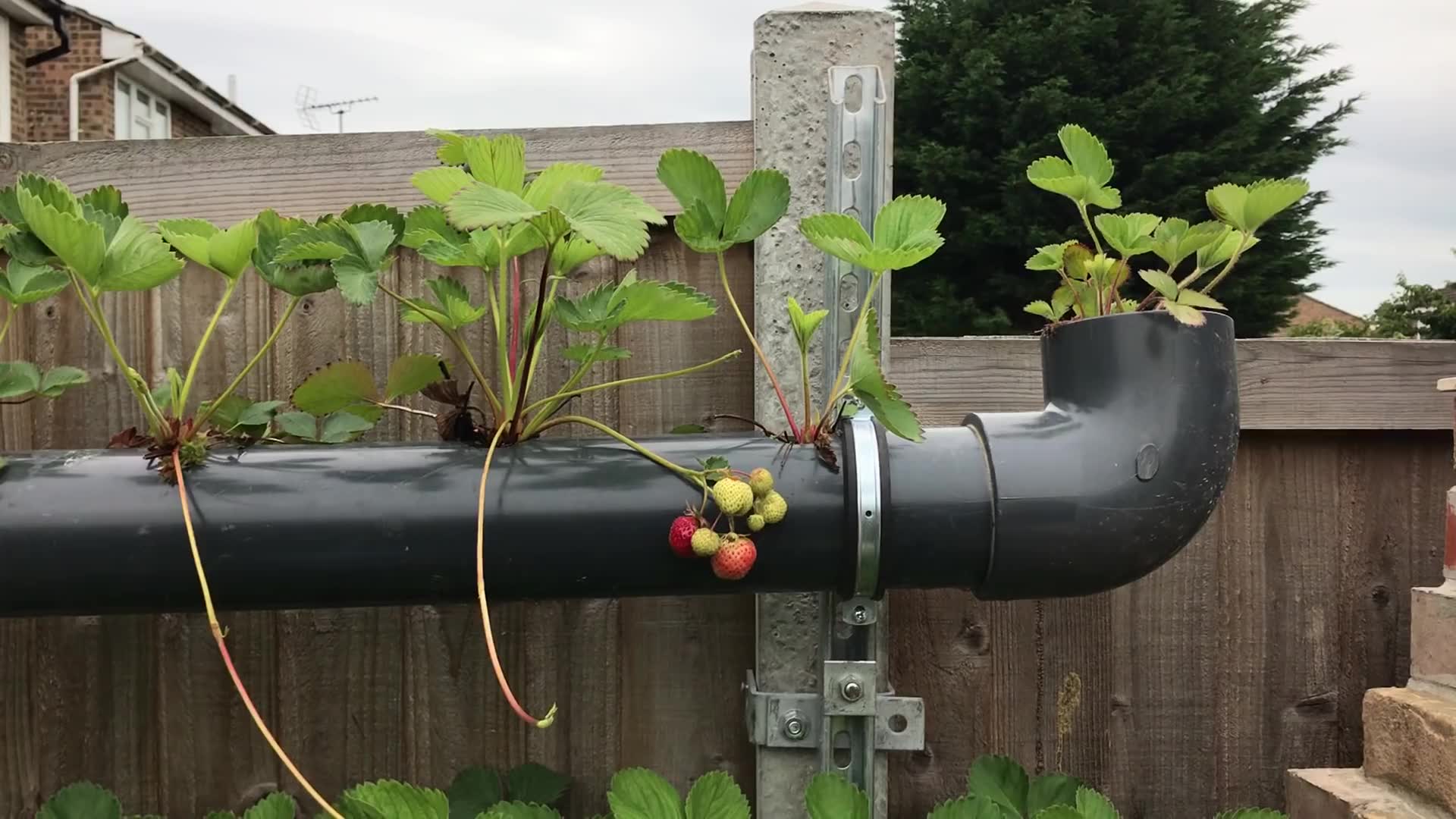 草莓的收货时刻自家后院墙壁上水管种植水果草莓