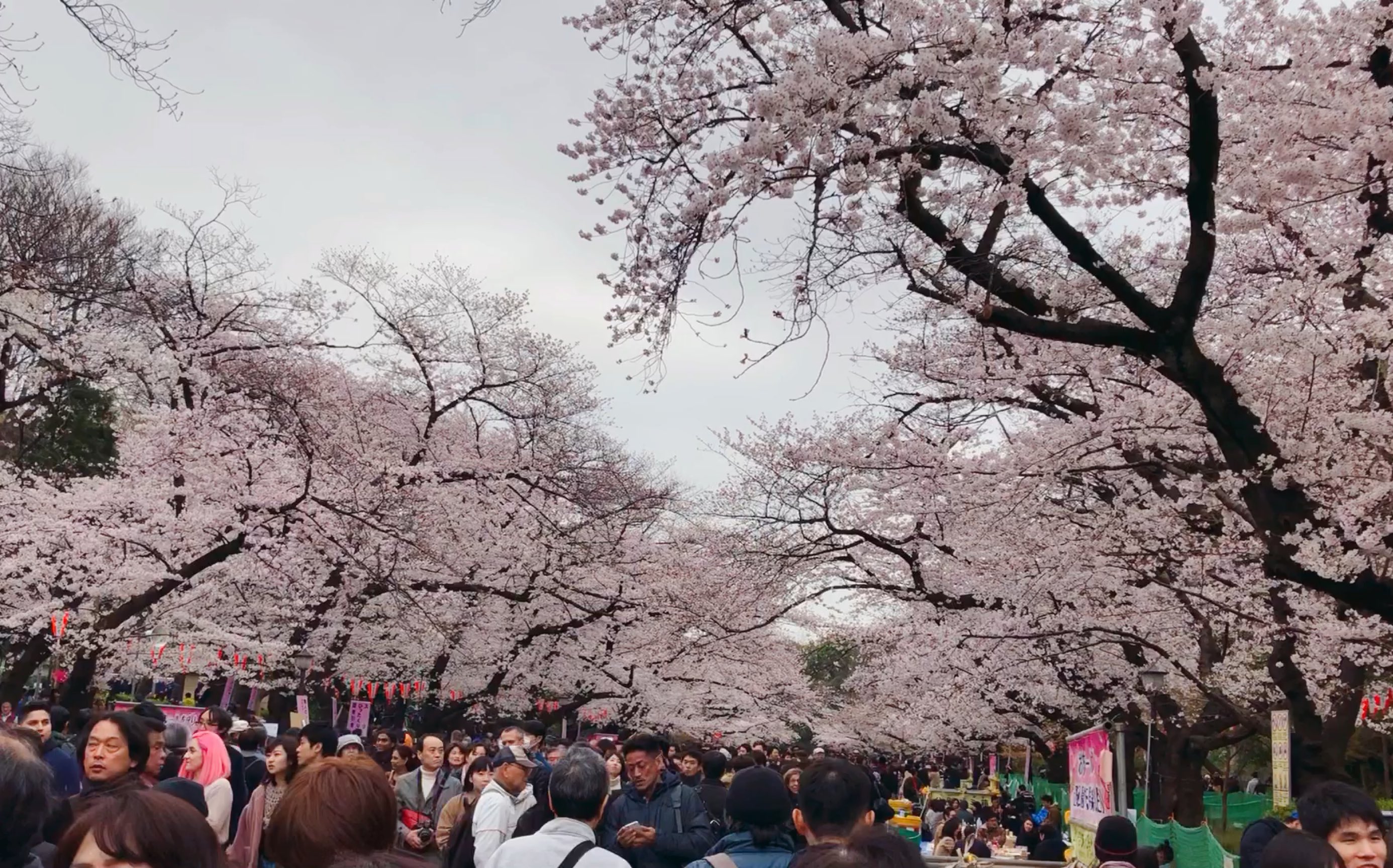 阳春三月,日本樱花~一起去上野公园踏青吧